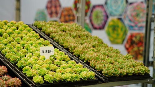 2000 多肉品种,700 精品,中国 青州 多肉植物展来了